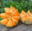 vignette_Melon.jpg