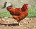 vignette_Poule.jpeg