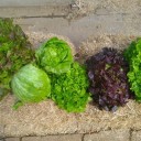 vignette_Salade.jpg