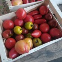 vignette_Tomatesmix.jpg