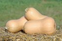 vignette_butternut.jpg