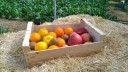 vignette_fruits.jpg