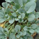 vignette_mertensia-maritima-1.jpg