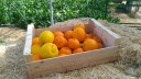 vignette_mix-agrumes.jpg