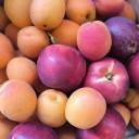 vignette_nectarines.jpg